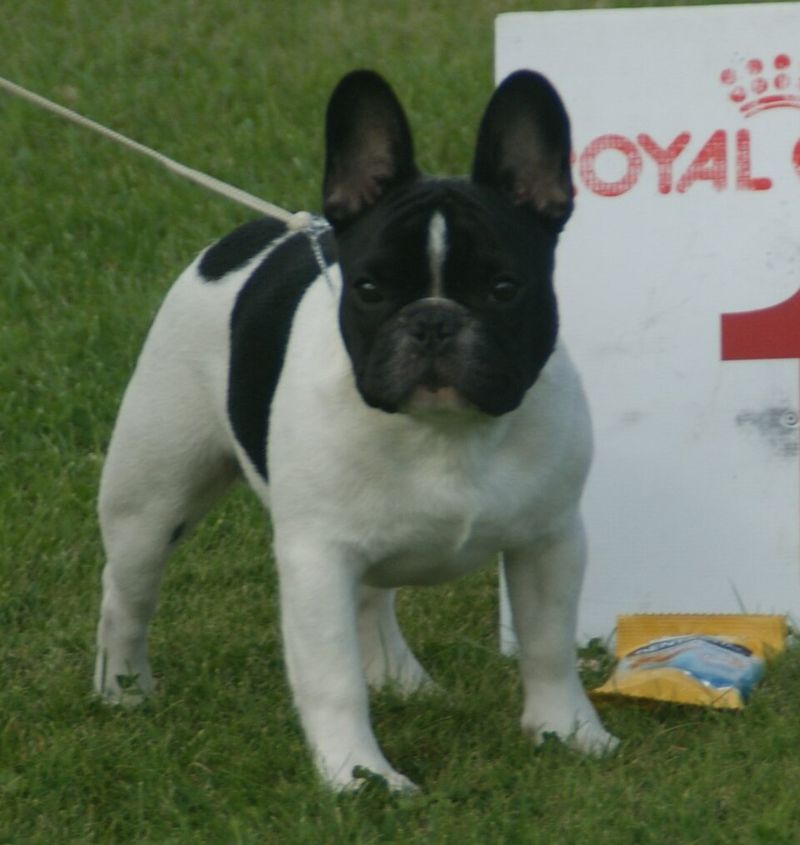 French Bulldog