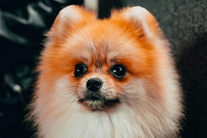 Pomeranian