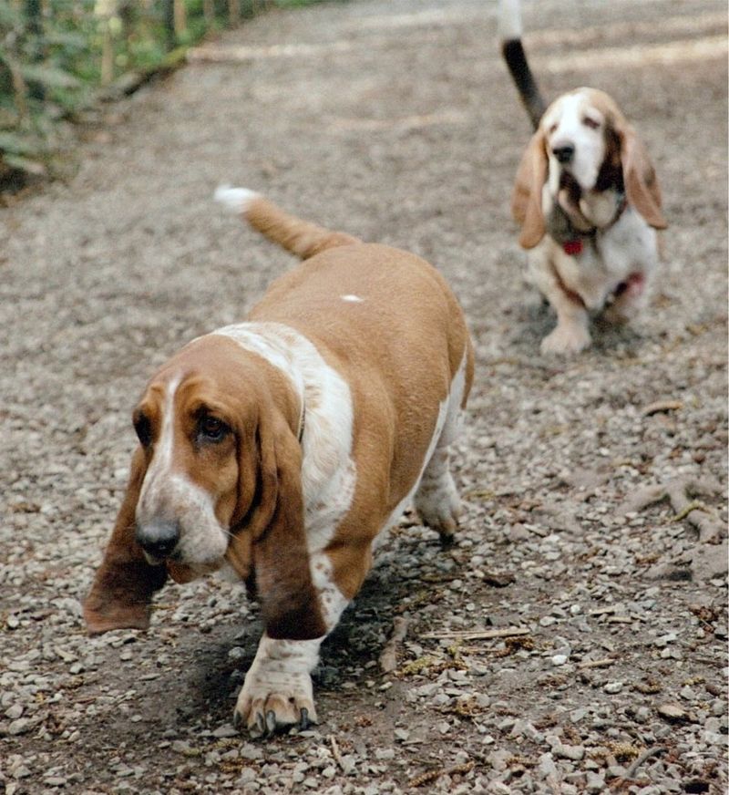 The happiest moments for these 12 dog breeds rarely happen in the middle of a crowd 6 Basset Hound