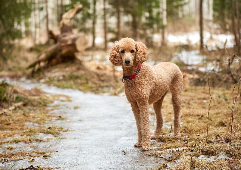 12 Wonderful Low-Shedding Dog Breeds That Are Incredibly Easy to Live With 2 Poodle (Toy, Miniature, Standard)