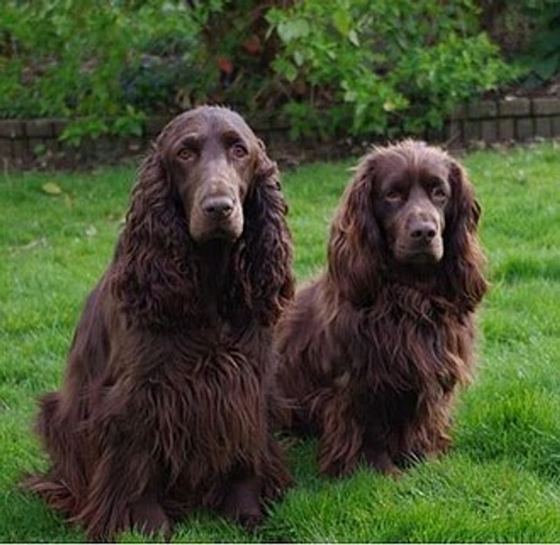 Field Spaniel