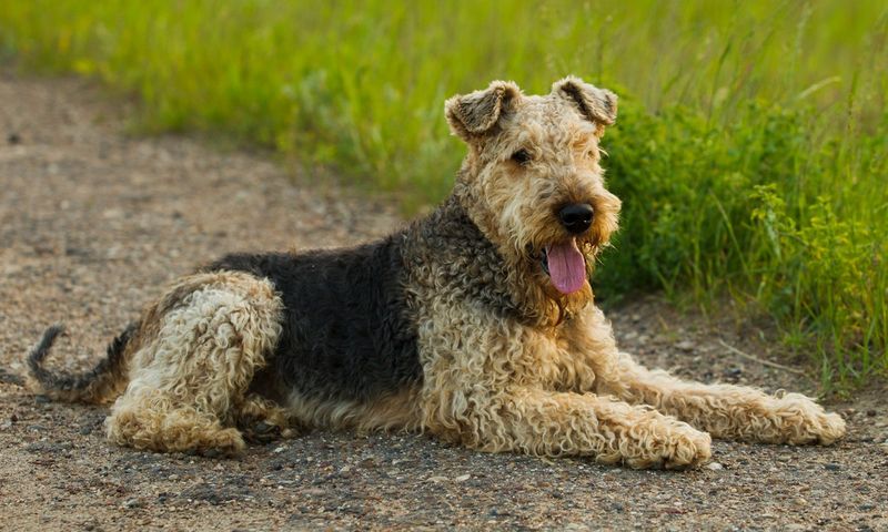 Airedale Terrier