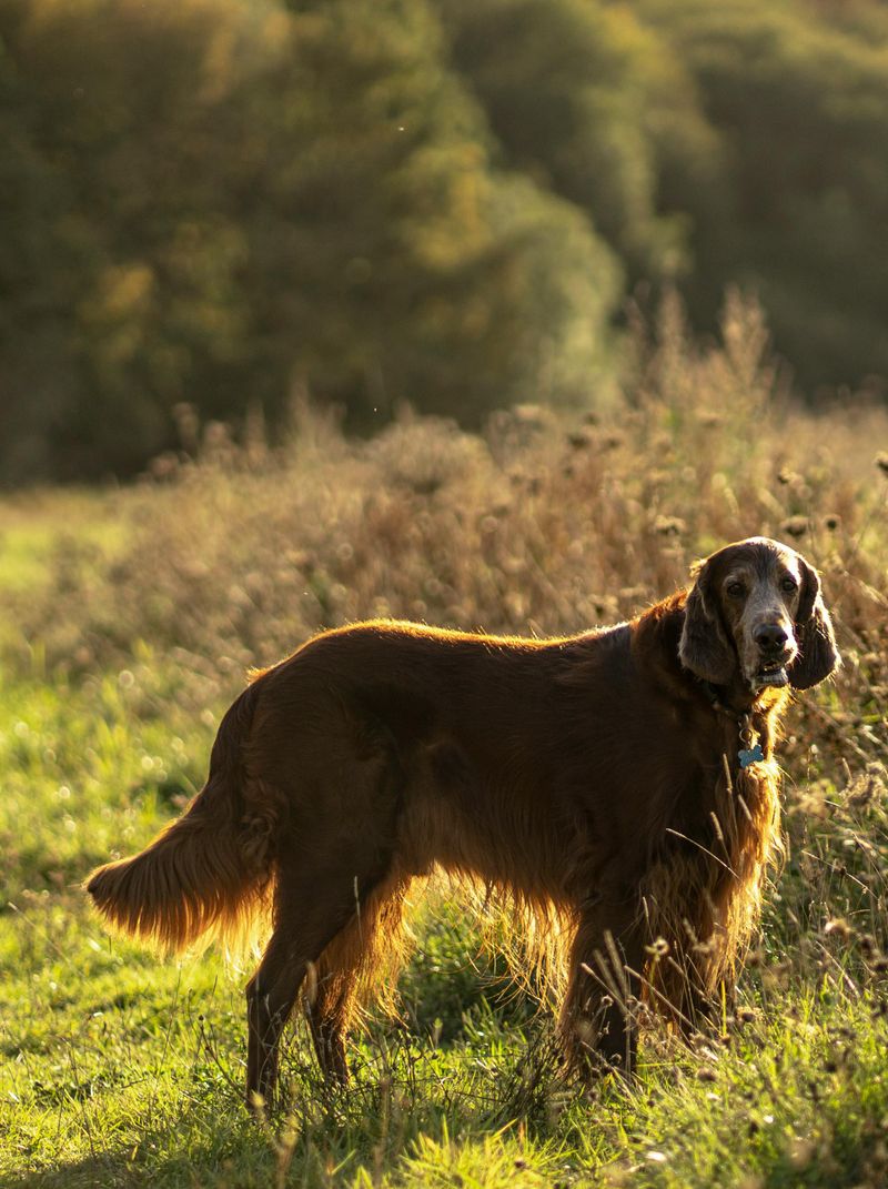Irish Setter