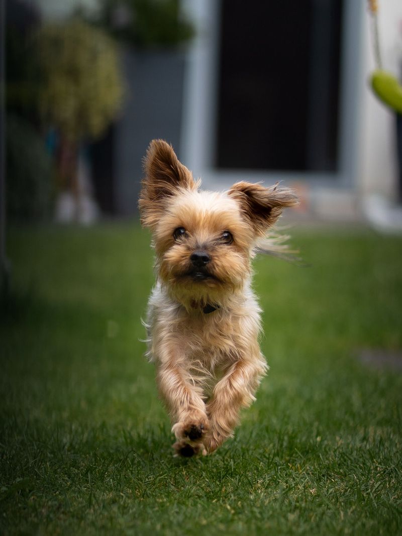 Yorkshire Terrier