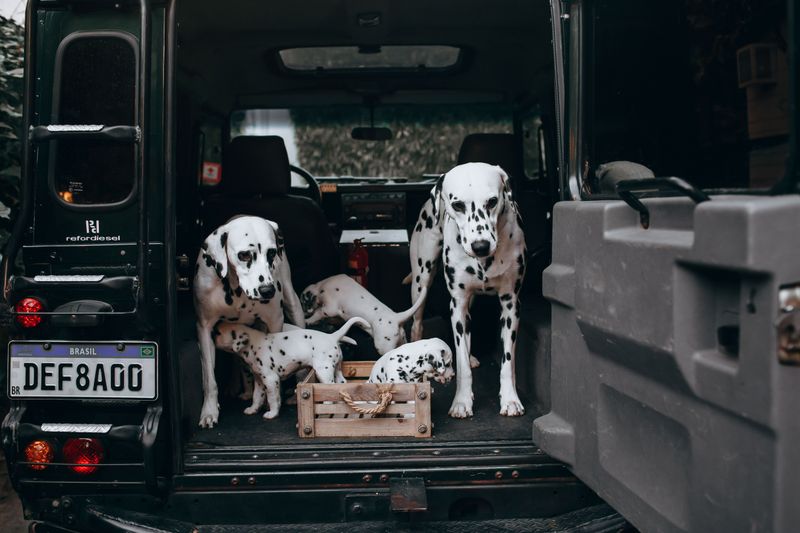 These dog breeds can develop skin problems that owners sometimes mistake for simple flea irritation - Until the real cause appears 13 Dalmatian
