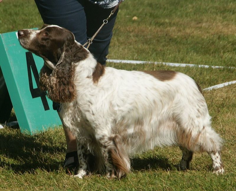 Field Spaniel