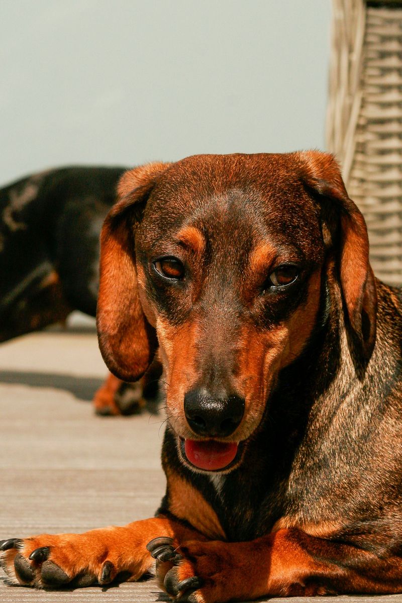 Dachshund