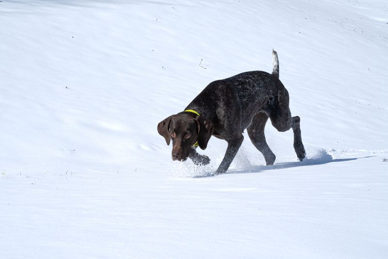 10 non-hound dog breeds with impressive noses - plus 2 you probably wouldn't expect 7 German Shorthaired Pointer