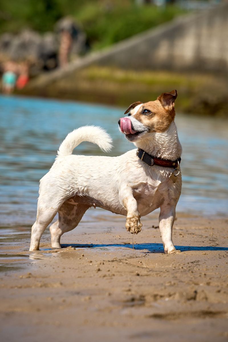 The smartest dog isn't always the one that obeys fastest - these breeds may prefer finding their own solution 7 Jack Russell Terrier
