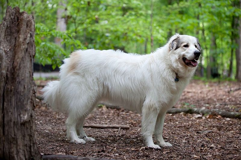 These dog breeds show just how differently canine personalities can respond to unfamiliar people 9 Great Pyrenees