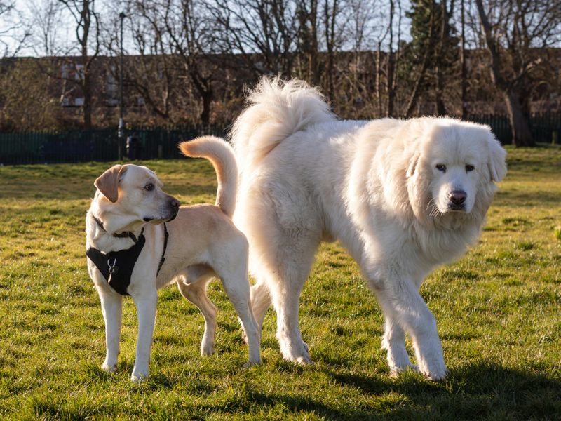 22 Small and Large Dog Breeds That Handle Being Home Alone Well 18 Great Pyrenees