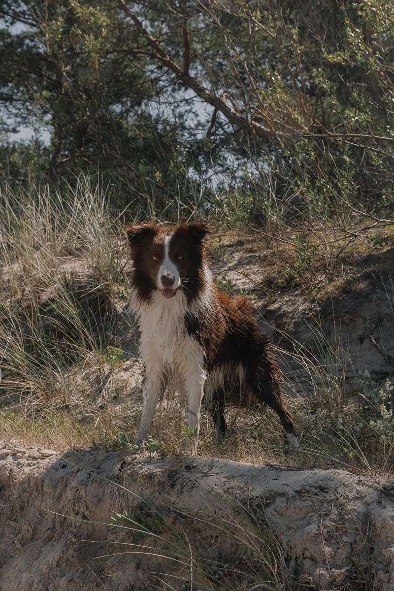 Some dogs glance at you - These breeds study you like they're waiting for the next clue 3 Border Collie