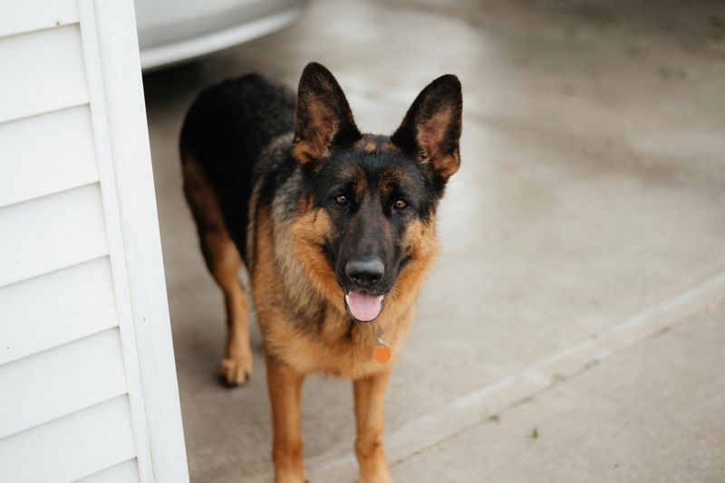 14 dogs that choose their person fast and never emotionally let go 4 German Shepherd
