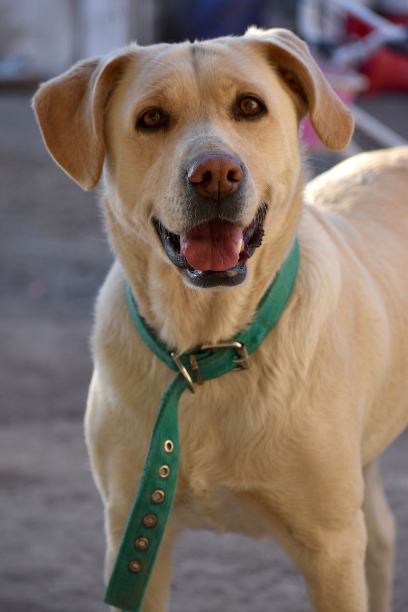 These 14 dogs offer the kind of comfort people never forget 13 Labrador Retriever