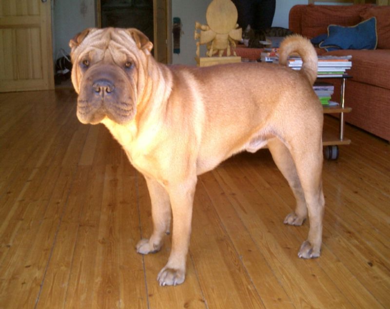 Shar Pei