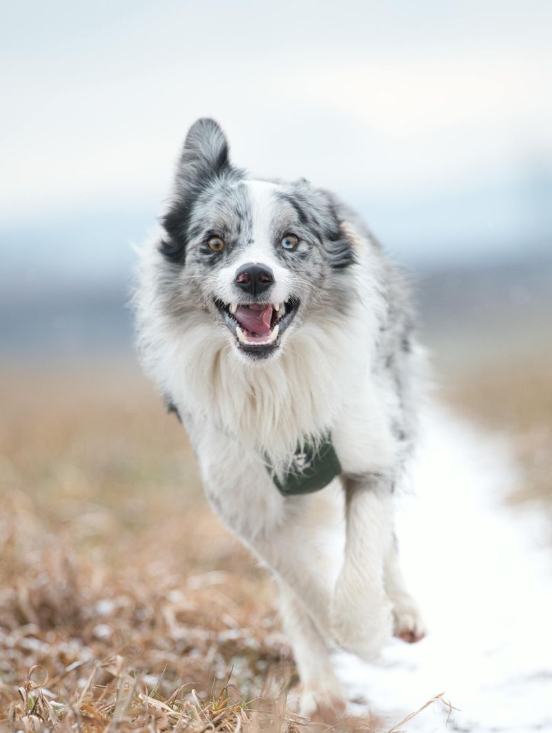 12 Popular Dog Breeds That Many Owners End Up Regretting Choosing 5 Border Collie