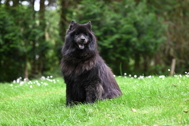 11 dog breeds people call stubborn when they are actually anxious 7 Chow Chow