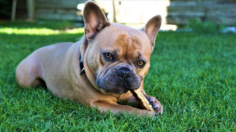 15 Laid Back Companion Dog Breeds for People Who Just Want a Chill Friend 8 French Bulldog