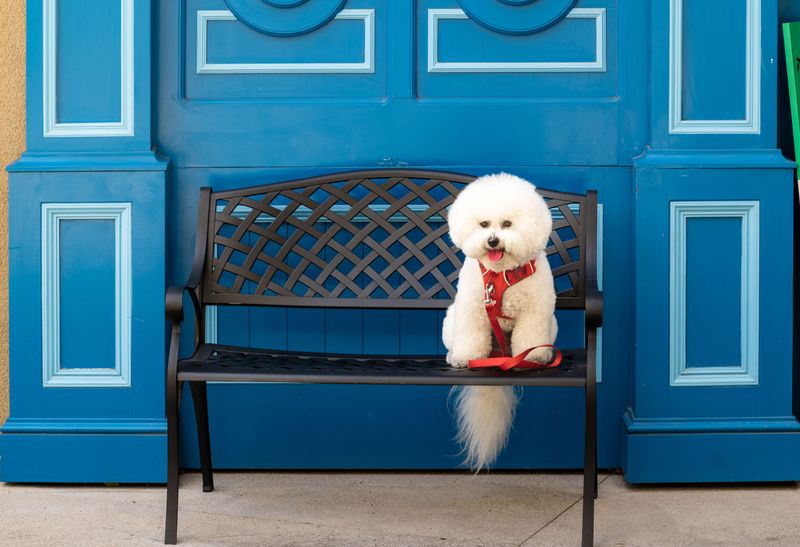 Some dogs need life arranged around them - These breeds are generally better at meeting owners halfway 7 Bichon Frise