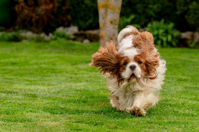 Cavalier King Charles Spaniel