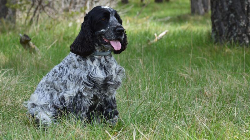 English Cocker Spaniel