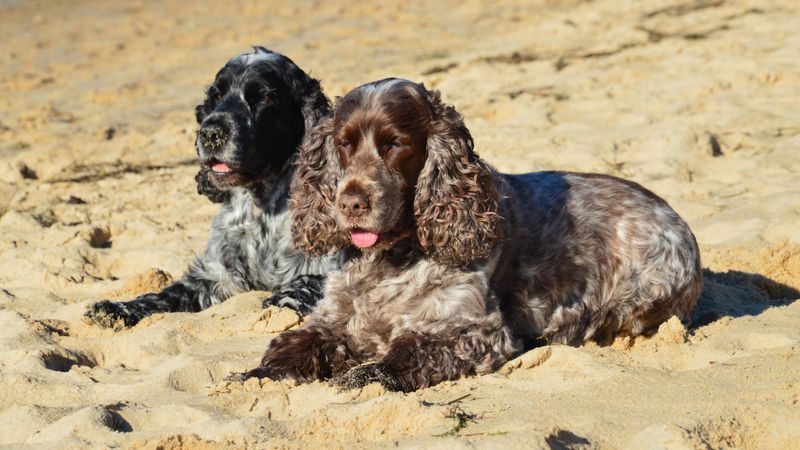 English Cocker Spaniel