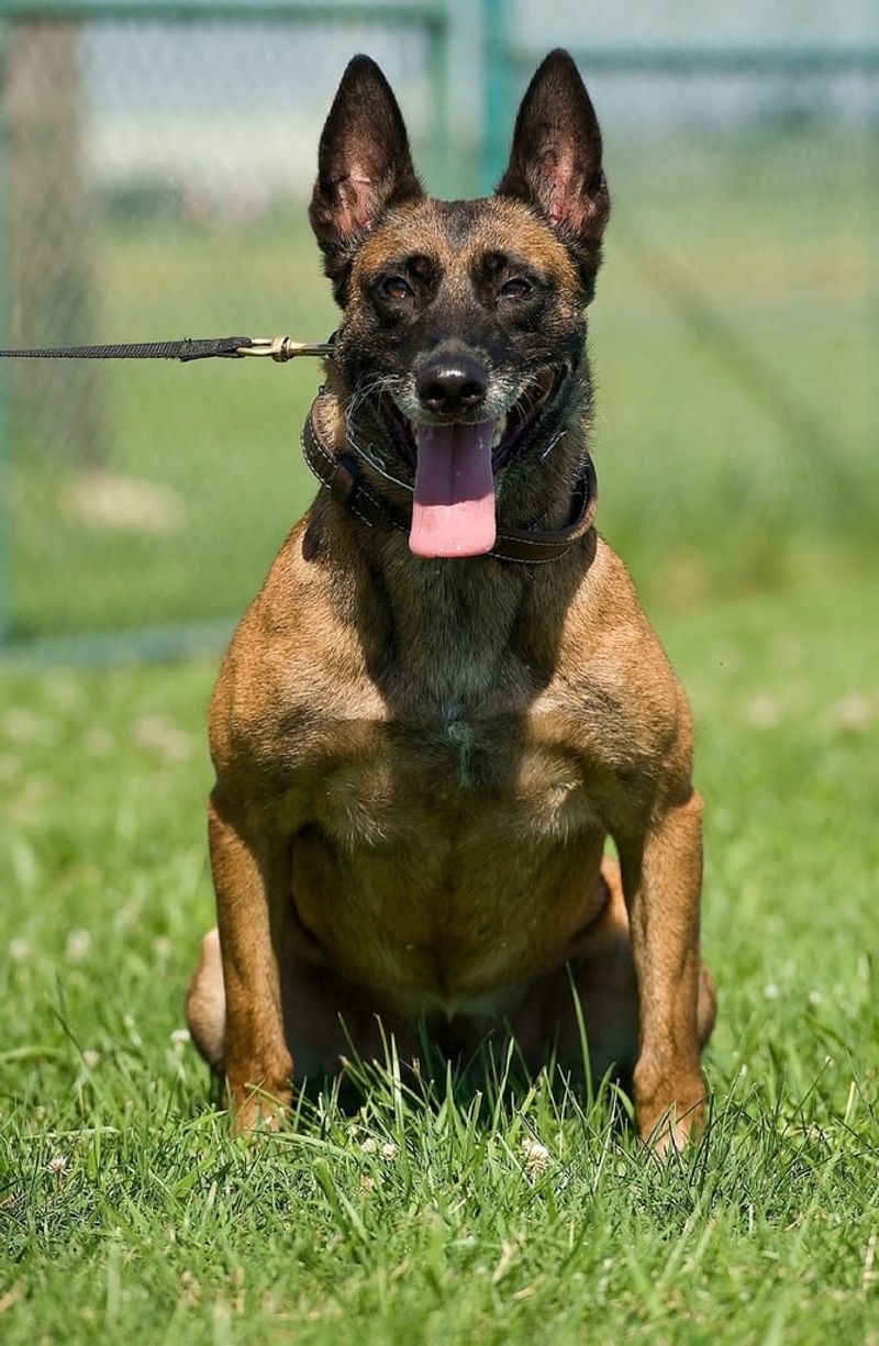 Belgian Malinois
