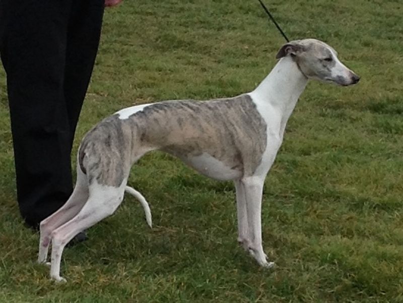 Whippet