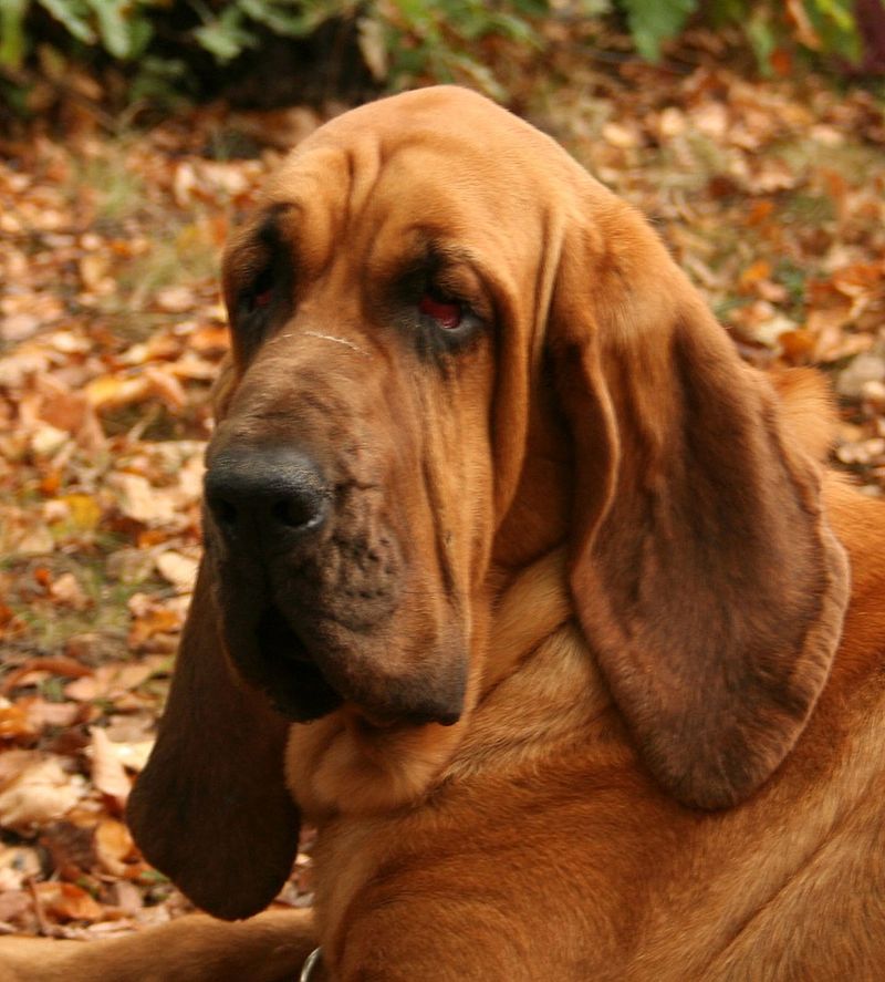 12 Cute Dog Breeds Beloved for Their Iconic Long, Floppy Ears 4 Bloodhound