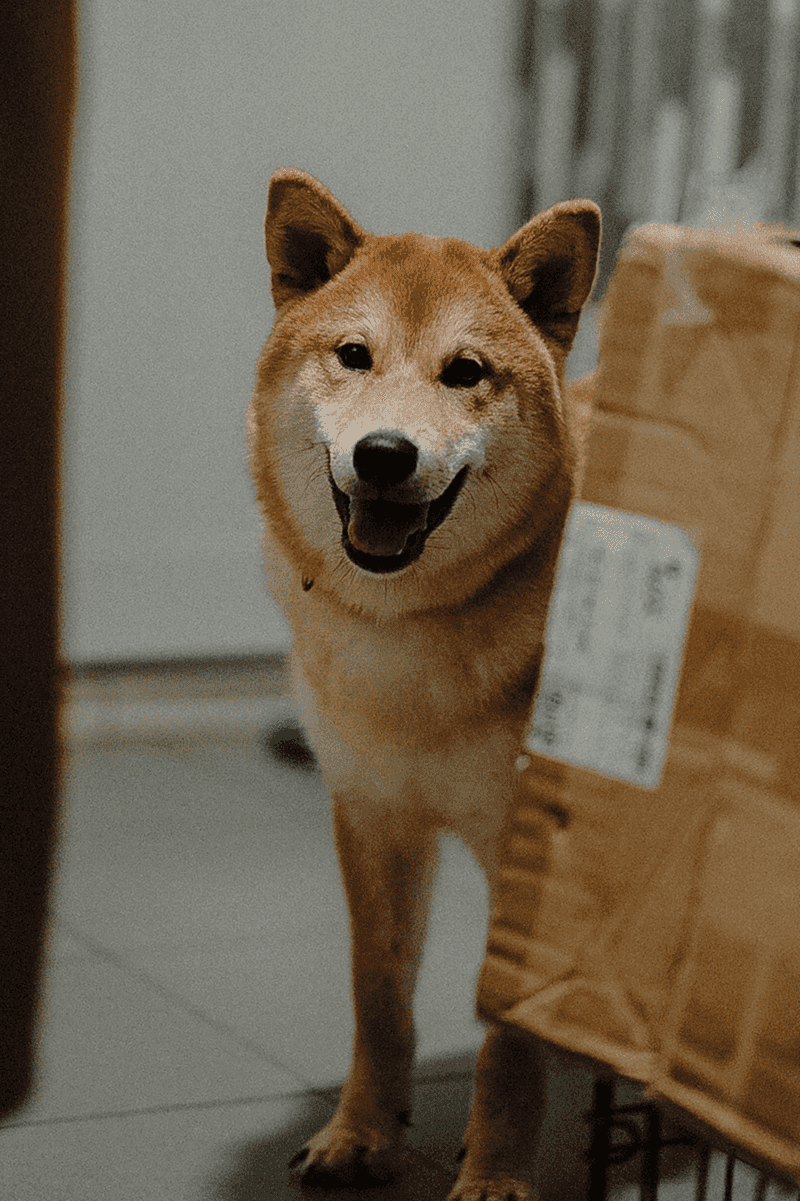 While every other dog rushes into the action, these 12 breeds may be watching from the sidelines 4 Shiba Inu