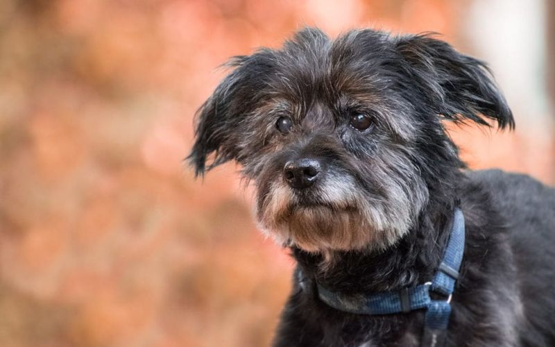 11 signs that can help you tell the difference between quirks and problems 5 Your dog seems distressed