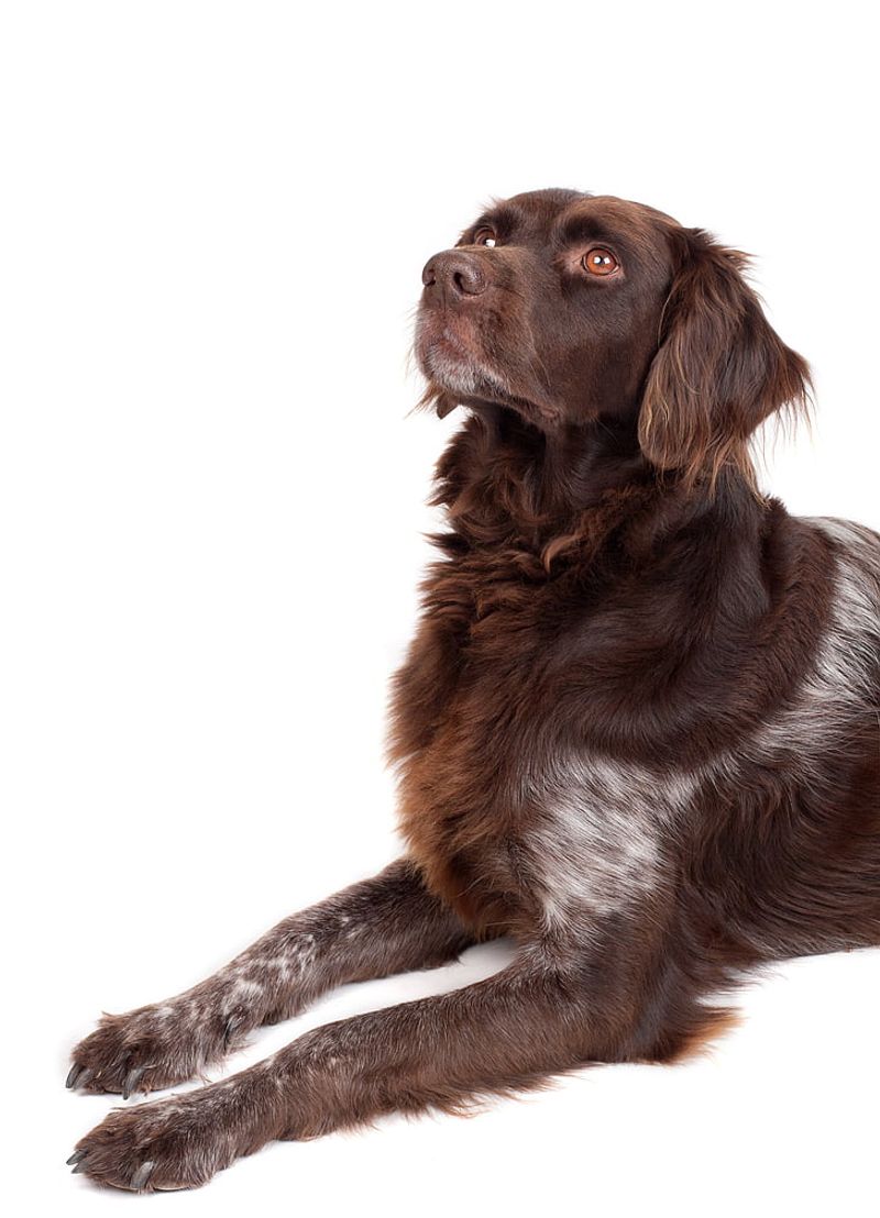 These 11 Dog Breeds Are Quietly Becoming Favorites Among Experienced Owners 6 German Longhaired Pointer