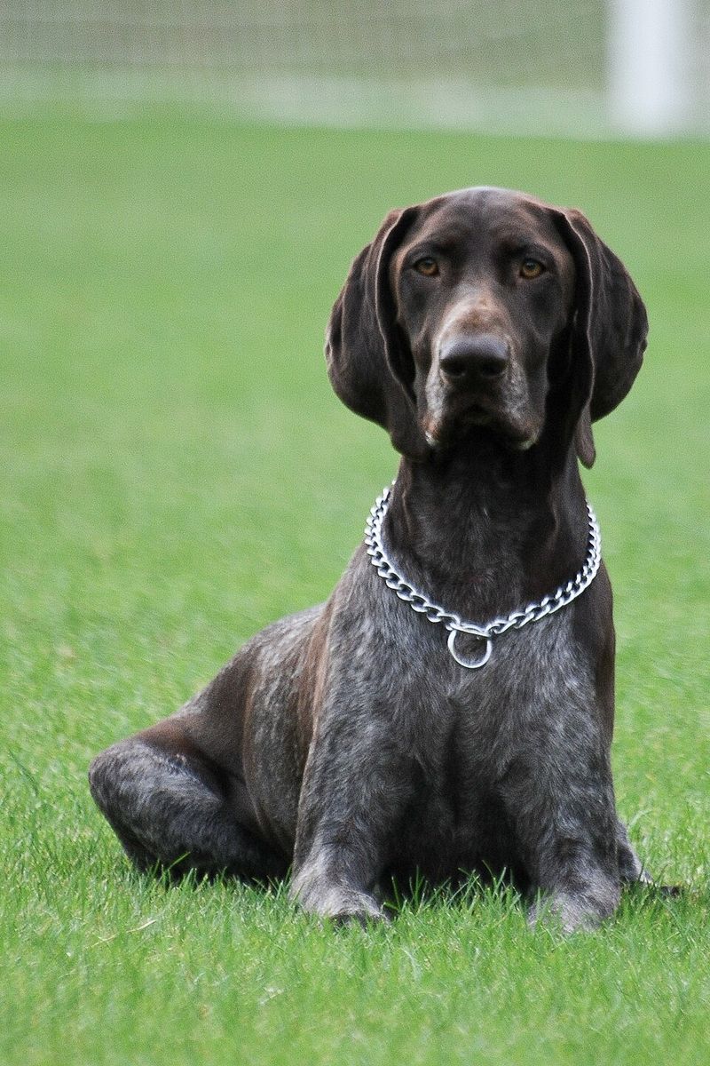 German Shorthaired Pointer