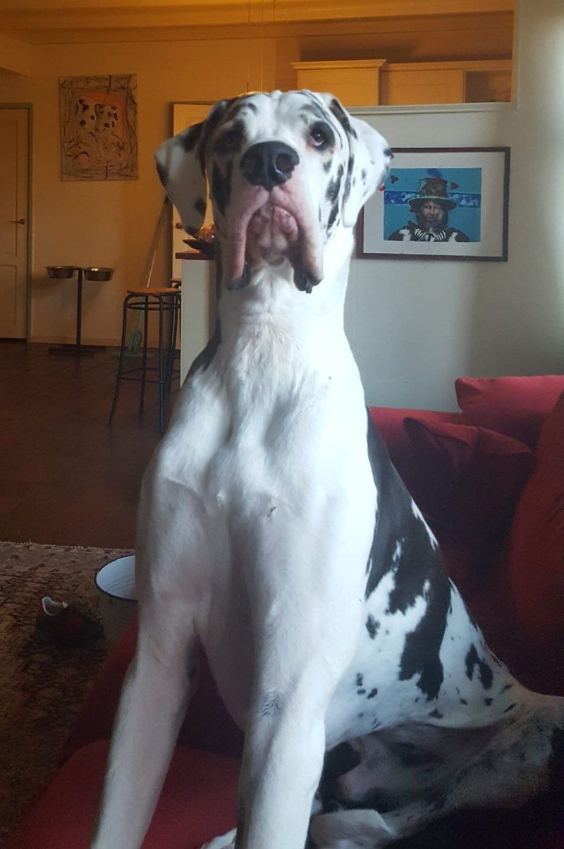 25 Dog Breeds Known for Their Relaxed Temperament and Love of Comfort 4 Great Dane