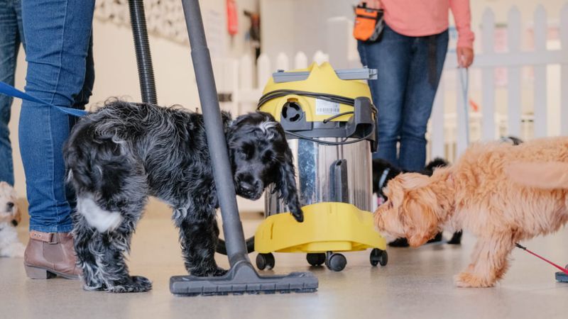 22 Everyday Human Habits That Can Stress Out Your Dog 11 Using vacuum cleaners near them