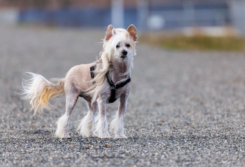 Short on yard space? These 10 breeds stay happy with just daily walks 10 Chinese Crested