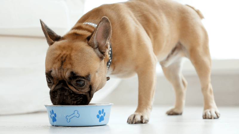 18 Dog Types That Will Do Anything For Food (And Need Strict Portion Control) 11 French Bulldog