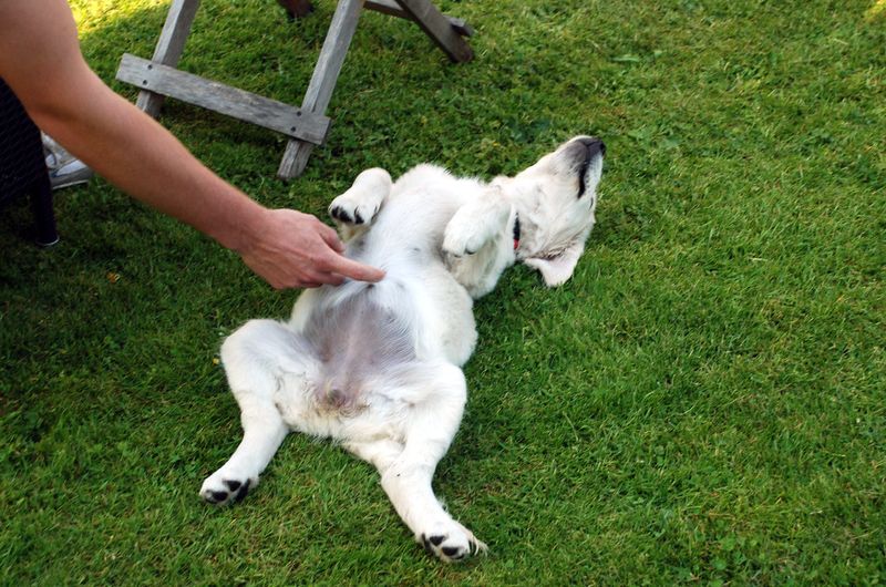 7. They Seek Physical Touch or Belly Rubs