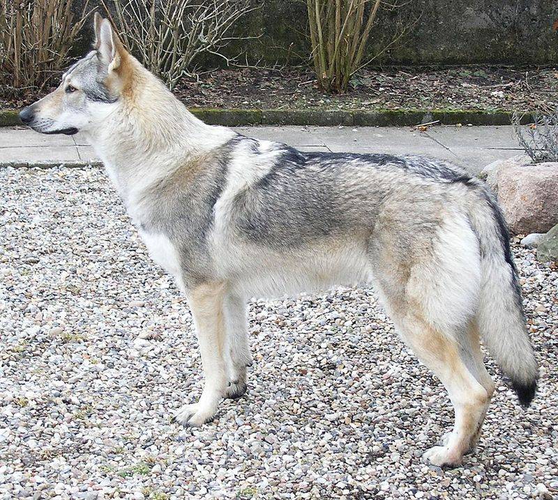 14 Dog Breeds That Strongly Mirror the Classic German Shepherd Appearance 13 Czechoslovakian Wolfdog