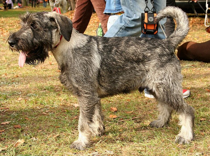 Some dog breeds prefer to understand a situation before joining in 8 Standard Schnauzer