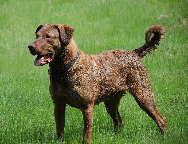Social media can keep its breed of the month - These dogs have something trends can't manufacture 8 Chesapeake Bay Retriever