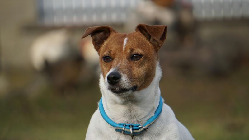 Jack Russell Terrier