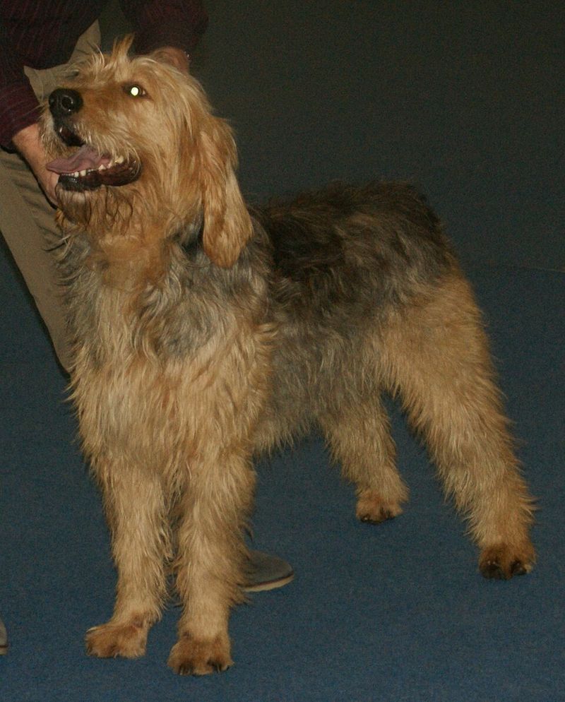 13 water-loving dog breeds that feel completely at home in lakes and oceans 14 Otterhound