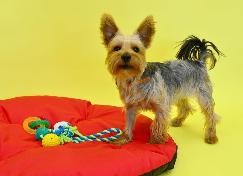 These 15 Dog Toys Can Boost Brain Power, According to Vets 3 Snuffle Mat for Nose Work