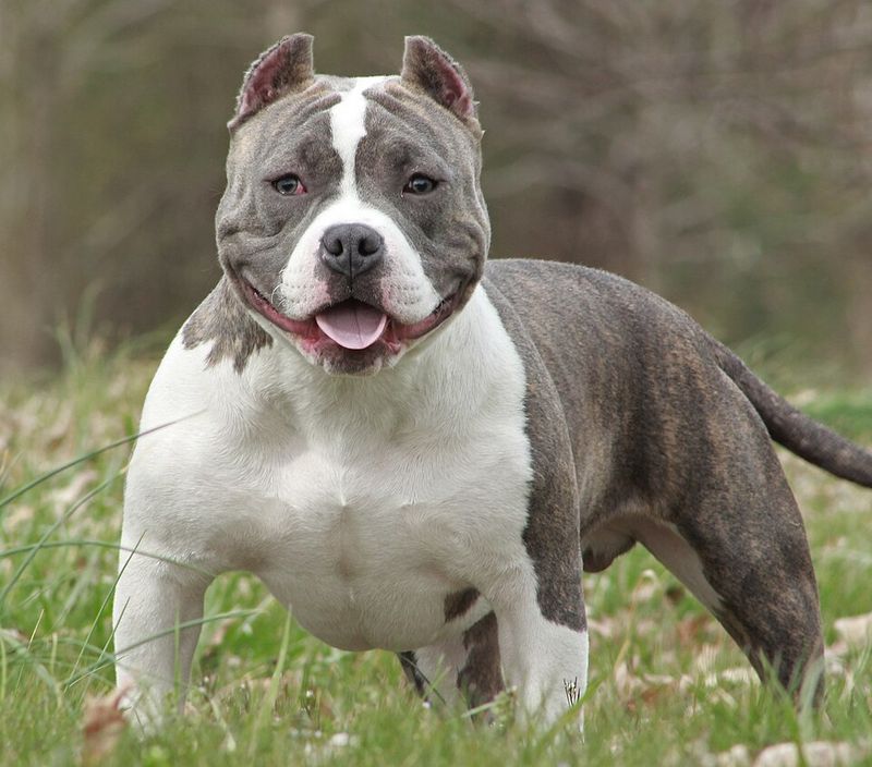 10 controversial dogs owners still love, plus 3 breeds that check almost every box 4 American Bully