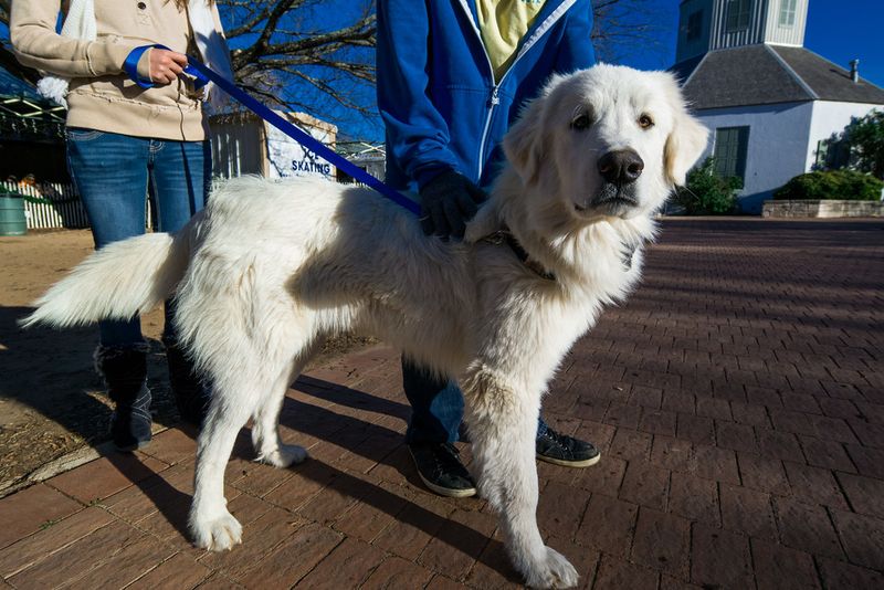 Great Pyrenees