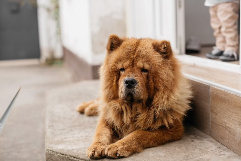 21 Affectionate Dog Breeds That Find Happiness in Simply Being Close 15 Chow Chow