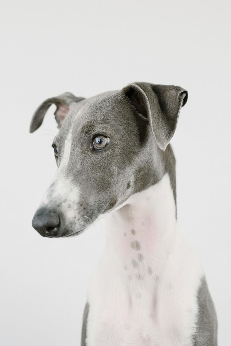 Greyhound