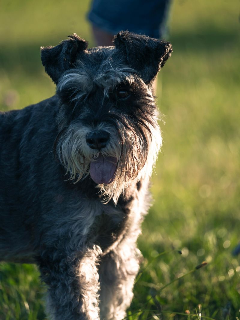 10 irresistibly cute dog breeds with beards and mustaches you can’t help but love 2 Schnauzer