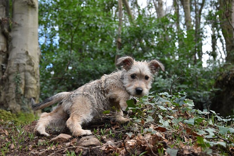 13 Dog Breeds with the Most Inquisitive and Wonderfully Curious Personalities 12 Glen of Imaal Terrier